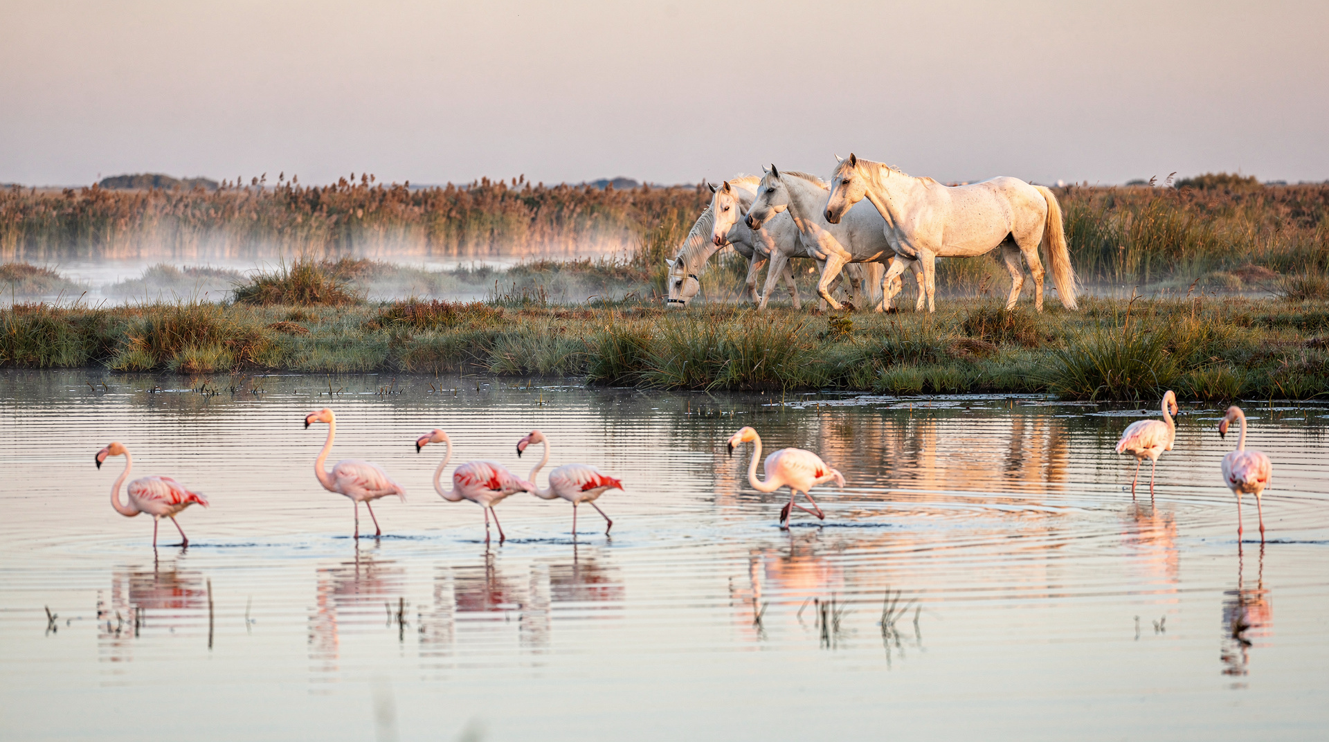 Camargue