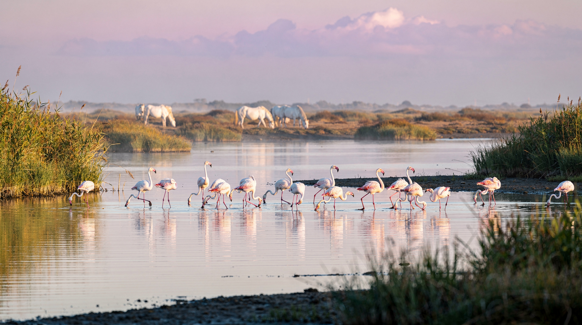 Camargue-Tagesausflug ab Marseille: Flamingos, Pferde und Salzwiesen — Camargue ab Marseille — Saintes-Maries-de-la-Mer (1h30 mit dem Auto), Pont-de-Ga