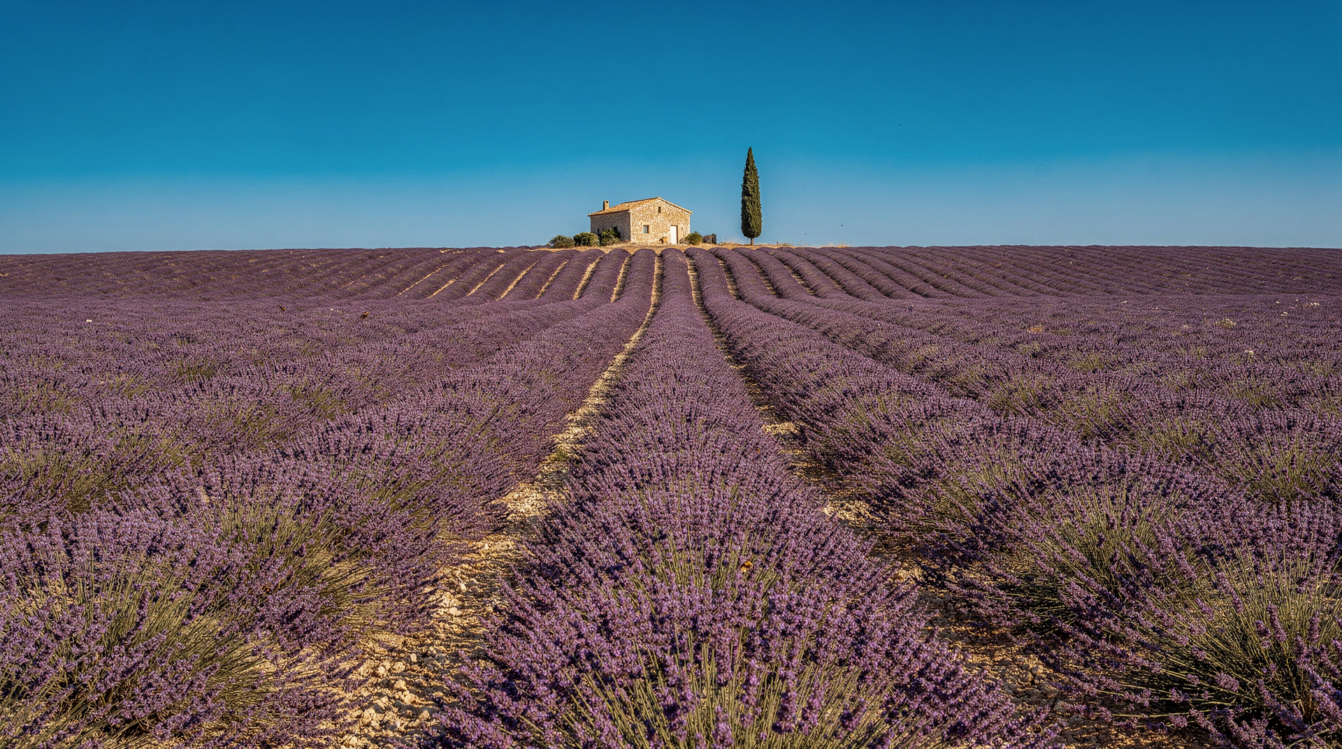 Valensole-Lavendel als Tagesausflug ab Marseille: Blütezeit, Ethik und Alternativen — Lavendel-Tagesausflug Valensole ab Marseille — Blüte Mitte Juni bis Mitte Juli, 
